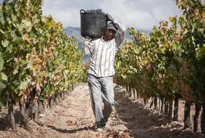 El mejor vino nace en la viña que hoy podamos, trabájala, cuídala, ámala