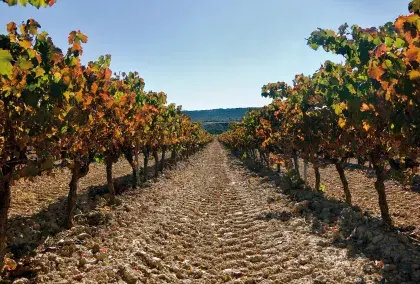 Nuestros viñedos