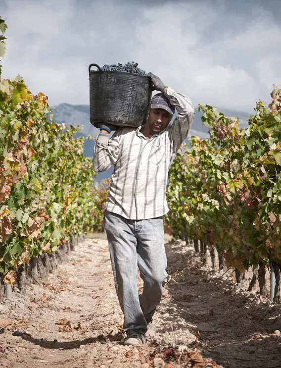 El mejor vino nace en la viña que hoy podamos, trabájala, cuídala, ámala