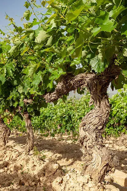 Independent vines